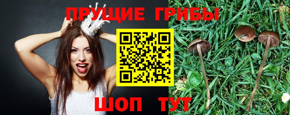 Новоалтайск  Псилоцибиновые грибы Cubensis  Вход с VPN 